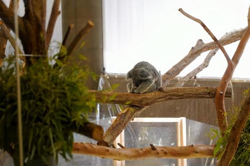 木に座って寝ているコアラ 木に座って寝ているコアラ コアラ,動物,生き物の写真素材
