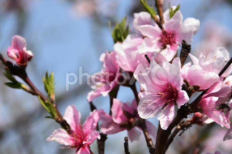 桃の花 桃,花,桃の花の写真素材
