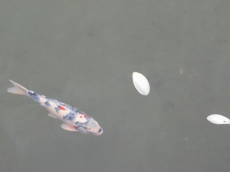 Colored carp and lotus petals, JPG Colored carp and lotus petals, JPG