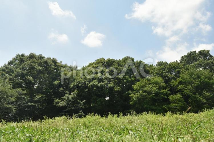神奈川県立四季の森公園展望台広場 青空,白雲,新緑の写真素材