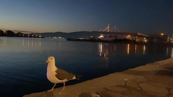 函館とウミネコ 函館とウミネコの写真