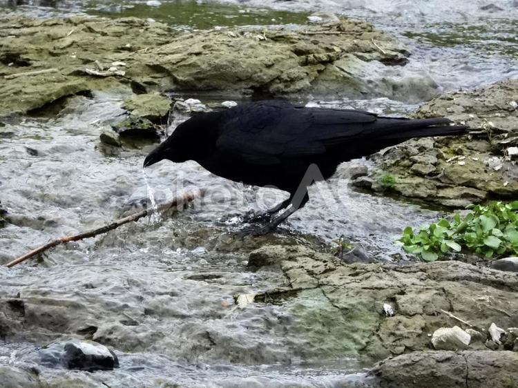 水を飲むカラス 鳥,カラス,川辺の写真素材