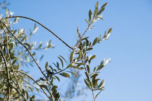 オリーブ 植物,オリーブ,おりーぶの写真素材