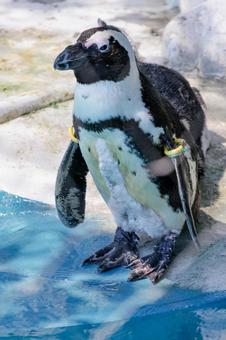 ケープペンギン ケープペンギンの写真