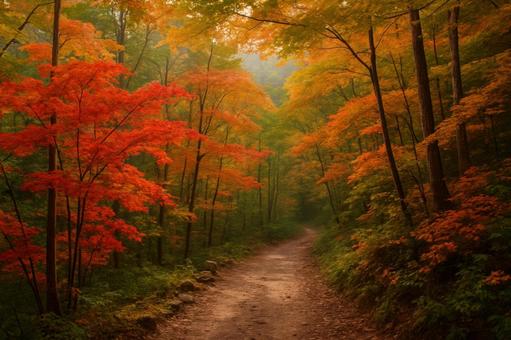 山道を彩る色づき始めた紅葉 山道を彩る色づき始めた紅葉の写真