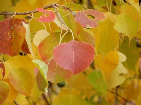 【風景写真】晩秋の風景 紅葉,葉っぱ,晩秋の写真素材