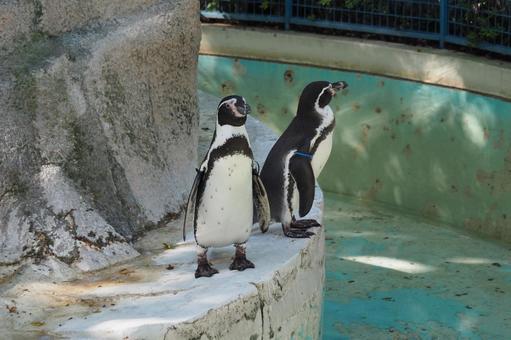 ペンギン ペンギンの写真