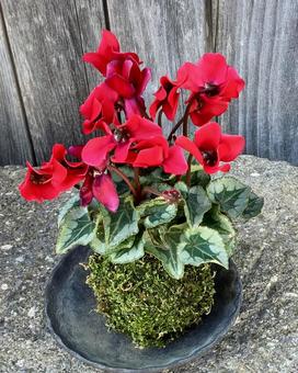 花★苔玉＆シクラメン（こけだま） こけだま,シクラメン,苔玉の写真素材