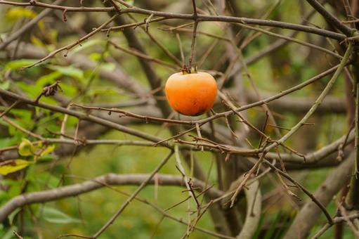 木に実った熟した柿の写真