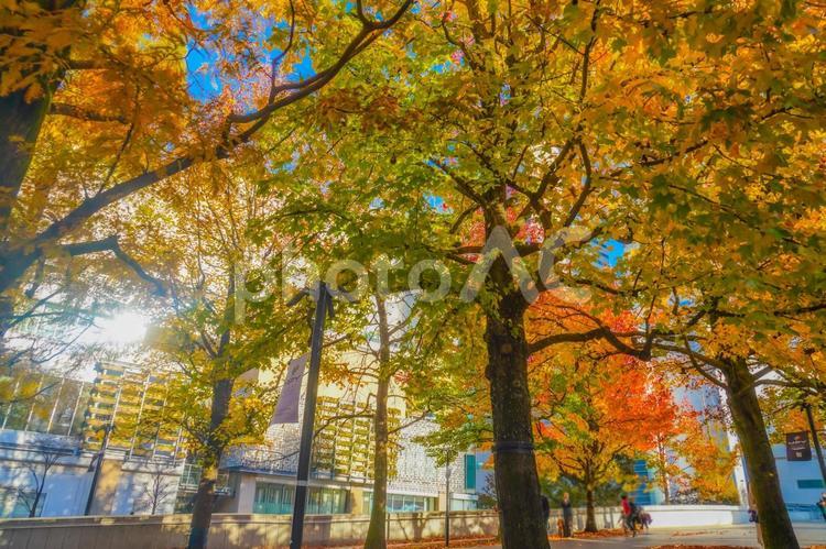みなとみらいの街路樹 横浜,みなとみらい,紅葉の写真素材