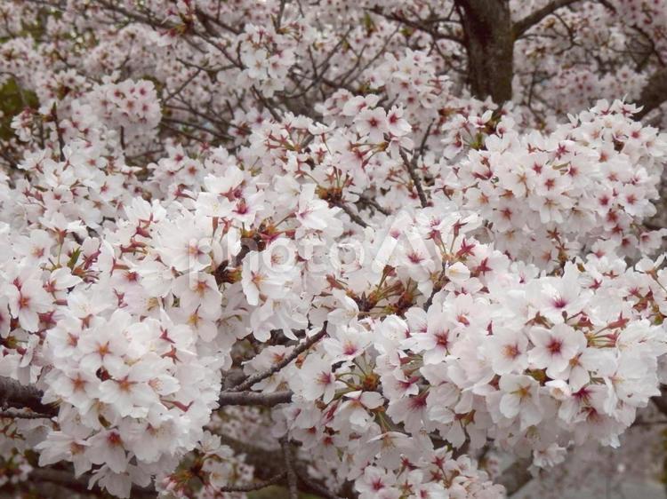 【桜の写真】桜が咲く風景 桜,さくら,サクラの写真素材
