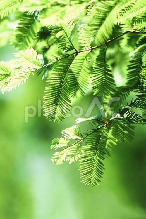 木漏れ日4 春,若葉,植物の写真素材