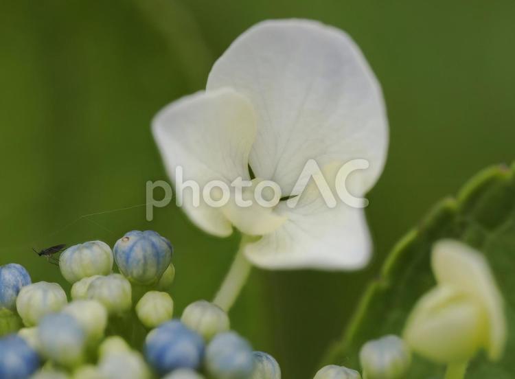埼玉県上尾丸山公園の紫陽花 紫陽花,額紫陽花,白の写真素材