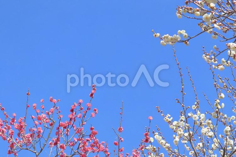 春　梅の花と青空のフレーム 春,花,梅の写真素材