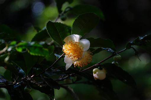 茶の花 茶の花の写真