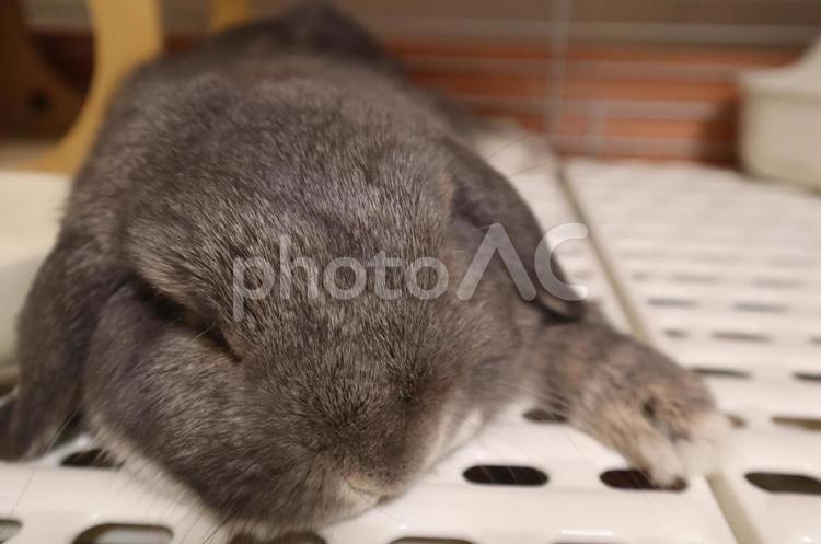 くつろぐうさぎ。 うさぎ,ホーランドロップ,ペットの写真素材