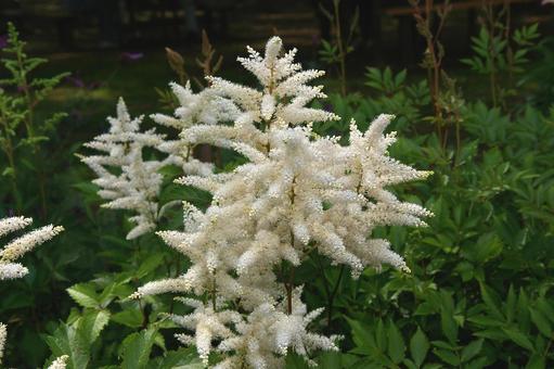 アスチルベ アスチルベ アスチルベ,アケボノショウマ,曙升麻の写真素材