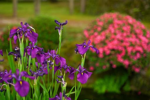兼六園の花 兼六園の花の写真