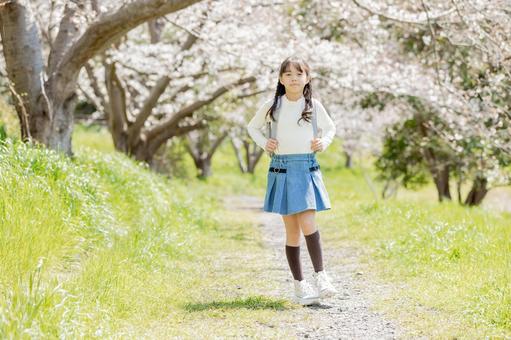 桜並木の下を歩く小学生 桜並木の下を歩く小学生 小学生,桜,女性の写真素材