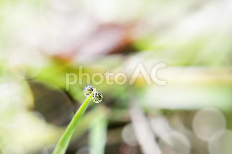 雨上がりの水滴に光があたるグリーン背景0４ 背景,グリーン,自然の写真素材
