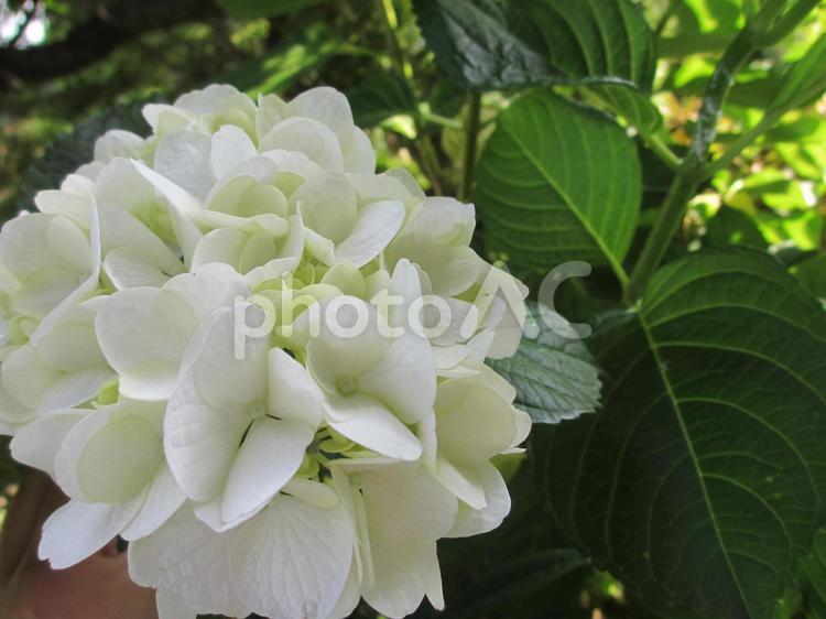 アジサイ_02 植物,アジサイ,白の写真素材