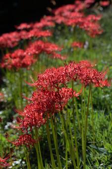 Cluster of red spider lilies-2, JPG Cluster of red spider lilies-2, JPG