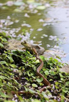 Photo, shark snake, bullfrog, snake, 