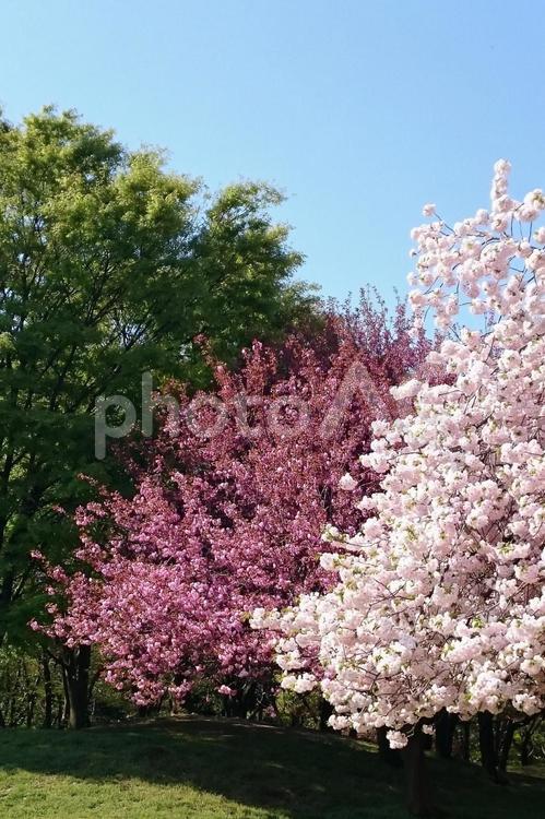 満開の桜　八重桜② 桜,春,さくらの写真素材