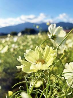 青空と揺れるコスモス 空,コスモス,黄色の写真素材