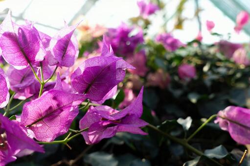 逆光で輝く鮮やかなピンクのブーゲンビリア ブーゲンビリア,花,マゼンタの写真素材