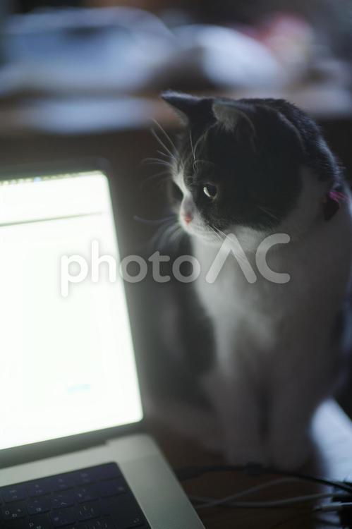パソコンの画面を見る猫 マンチカン,猫,パソコンの写真素材