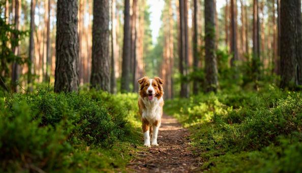 A smiling dog running through a forest with fresh air, dog, run, run, JPG