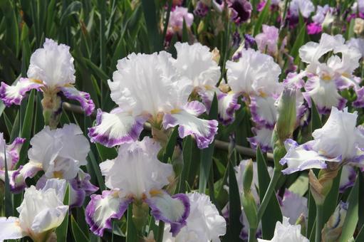 ジャーマンアイリス　咲く風景 鮮やか,ジャーマンアイリス,美しいの写真素材