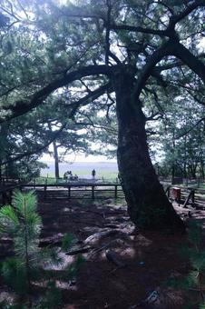 羽衣の松の写真