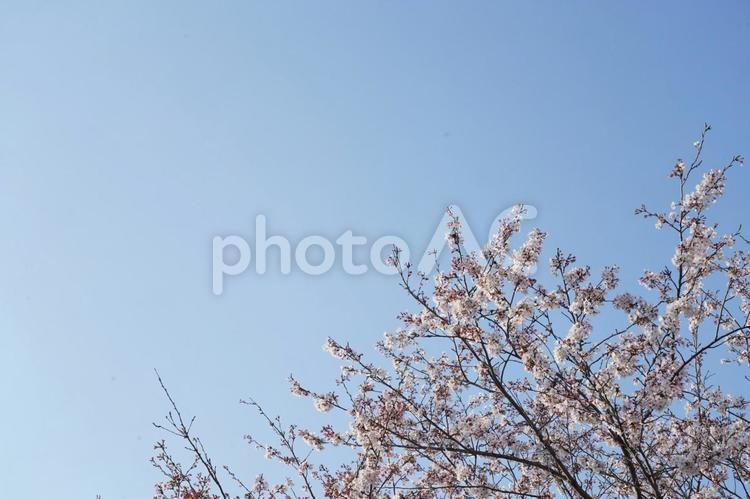 桜の木と青空 桜,サクラ,屋外の写真素材