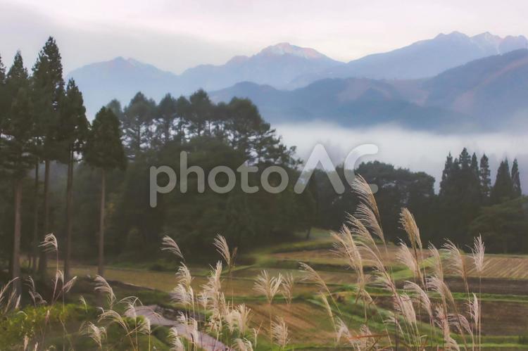 栂池自然園 朝のススキと山並みの風景 ススキ,薄,山の写真素材