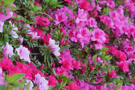 Azalea flowers, JPG