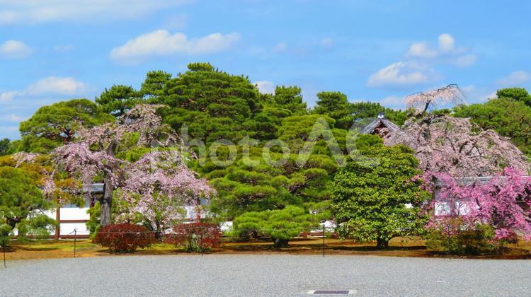 ３月下旬の京都御所 背景,御所,京都御所の写真素材