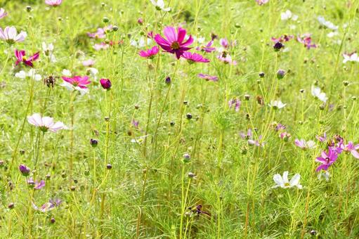 コスモスの写真