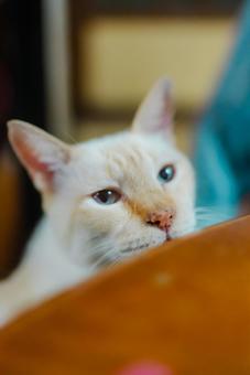 白猫 猫,白猫,白色の写真素材