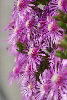 Photo, matsubagiku, fleshiness, পরাকাষ্ঠা, 