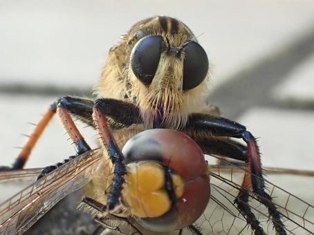 トンボを捕食するシオヤアブ シオヤアブ,トンボ,捕食の写真素材