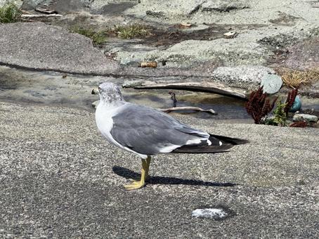 海鳥 海鳥の写真