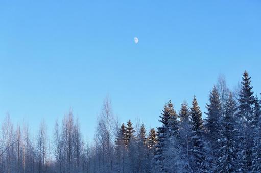 北欧の冬 有明の月と雪化粧した木々 月,有明の月,残月の写真素材