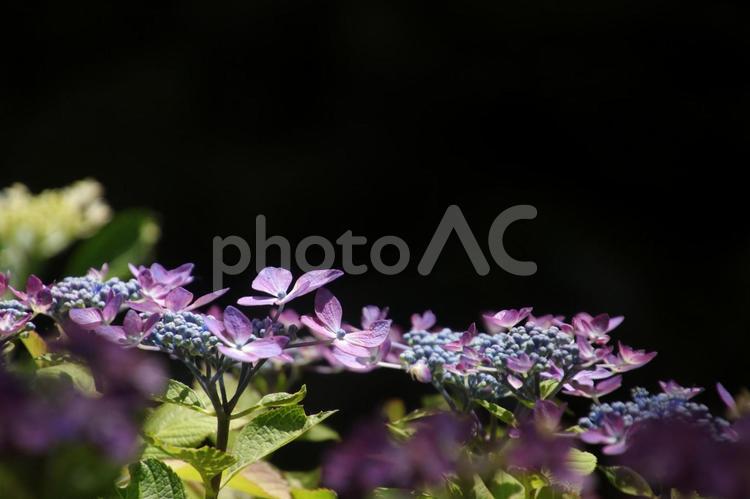 黒背景に浮き上がる紫陽花 花,紫陽花,梅雨の写真素材