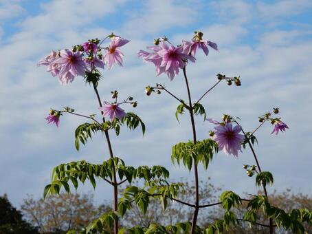 【花の写真】皇帝ダリア	 皇帝ダリア,コウテイダリア,植物の写真素材