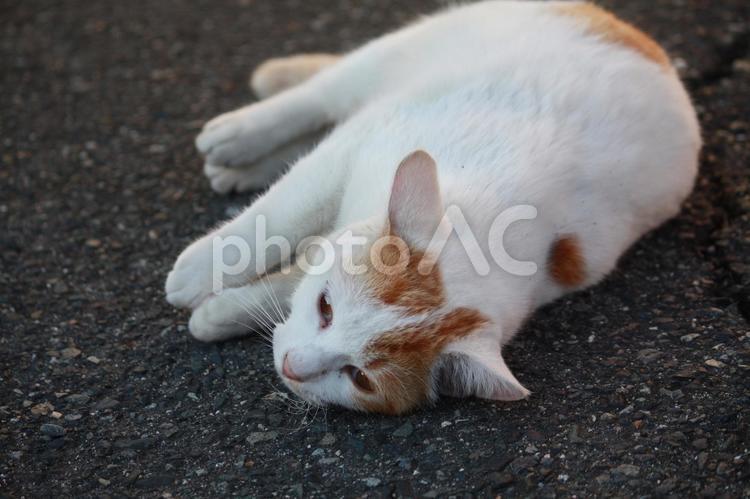 寝そべる白茶猫 猫,白茶猫,野良猫の写真素材