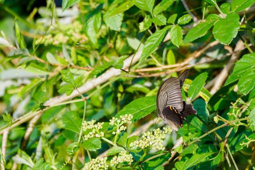 クロアゲハ⒀ クロアゲハ⒀ 蝶,クロアゲハ,昆虫の写真素材
