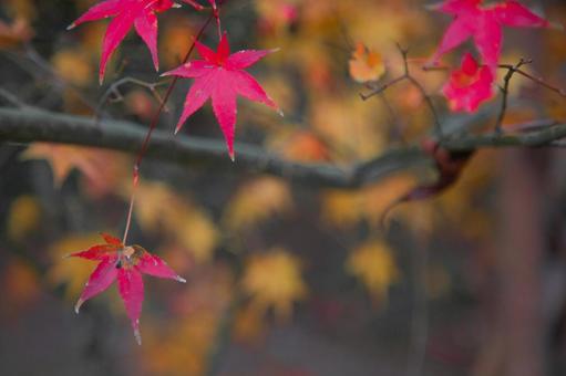 赤と黄色のコントラストが美しい紅葉 赤と黄色のコントラストが美しい紅葉の写真