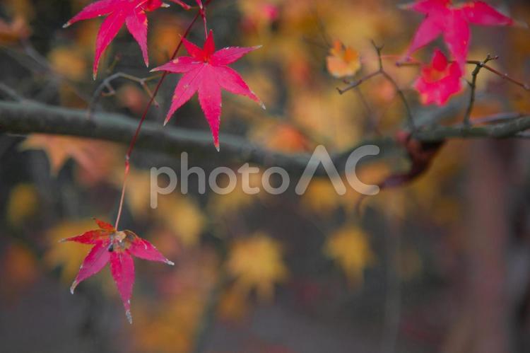 赤と黄色のコントラストが美しい紅葉 紅葉,風景,自然の写真素材
